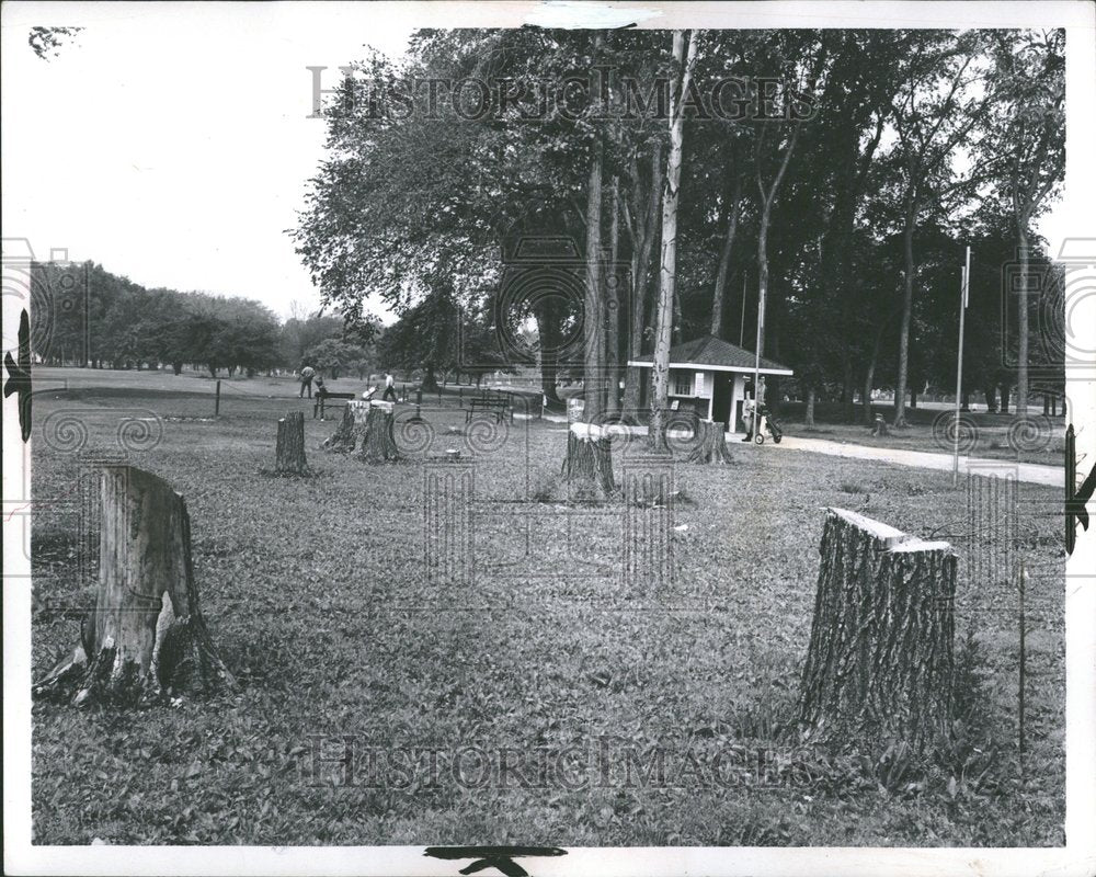 1967, American Elms Tress Chandler Park - RRV89419 - Historic Images