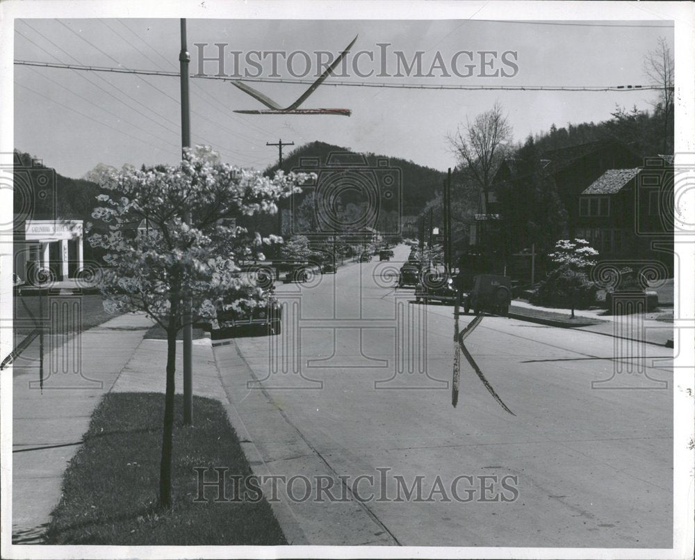 1951, Trees Dogwood Gattingburg Tennessee - RRV89431 - Historic Images