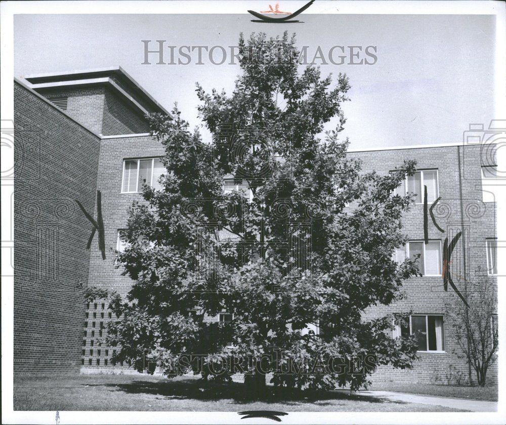 1970 Querulous Burro Garden Clarence Lewis-Historic Images