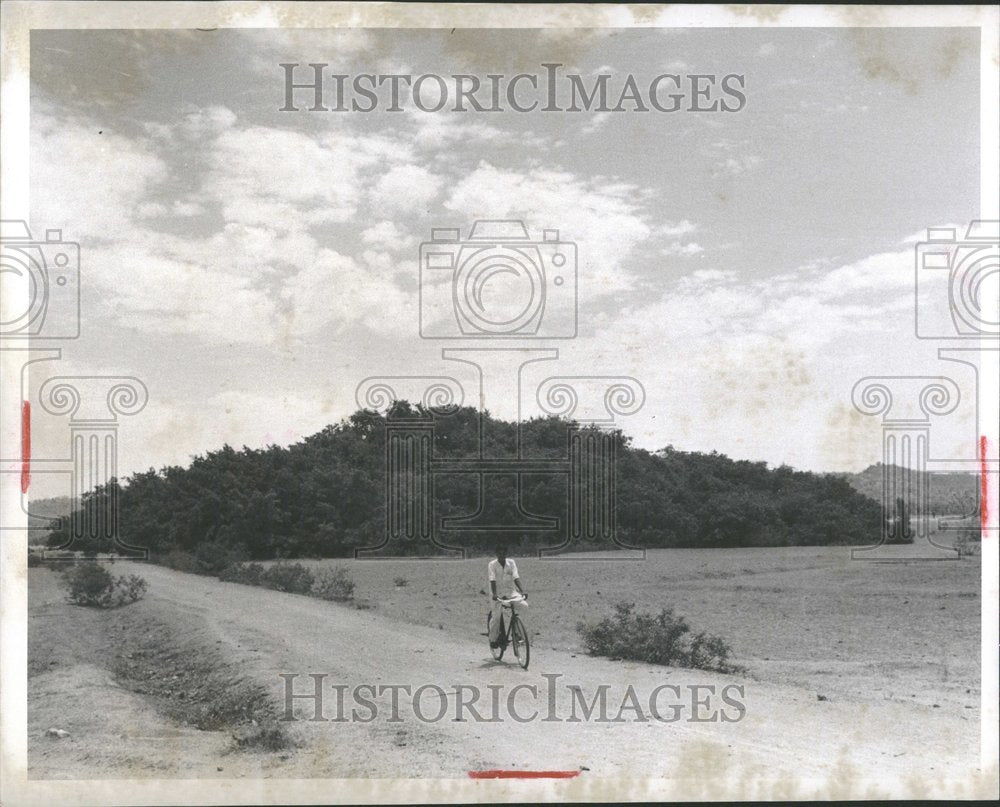 1952 Bhodi Trees - Historic Images