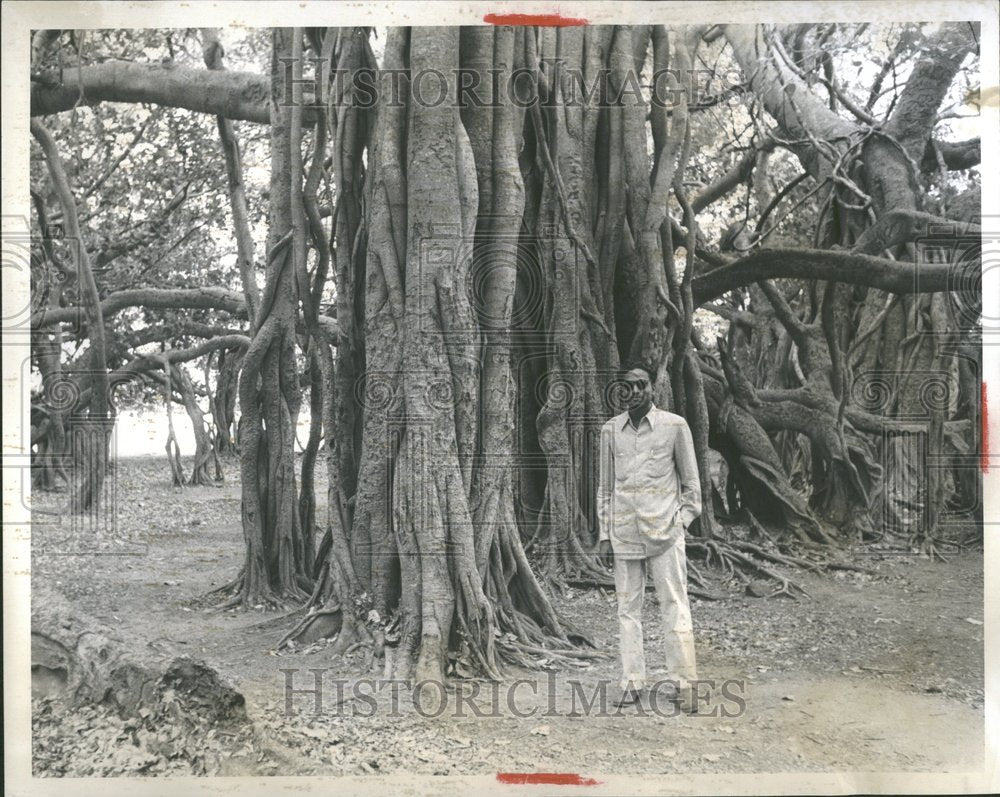 1952 Bhodi Tree Sacred Growth Mahbubnagar - Historic Images