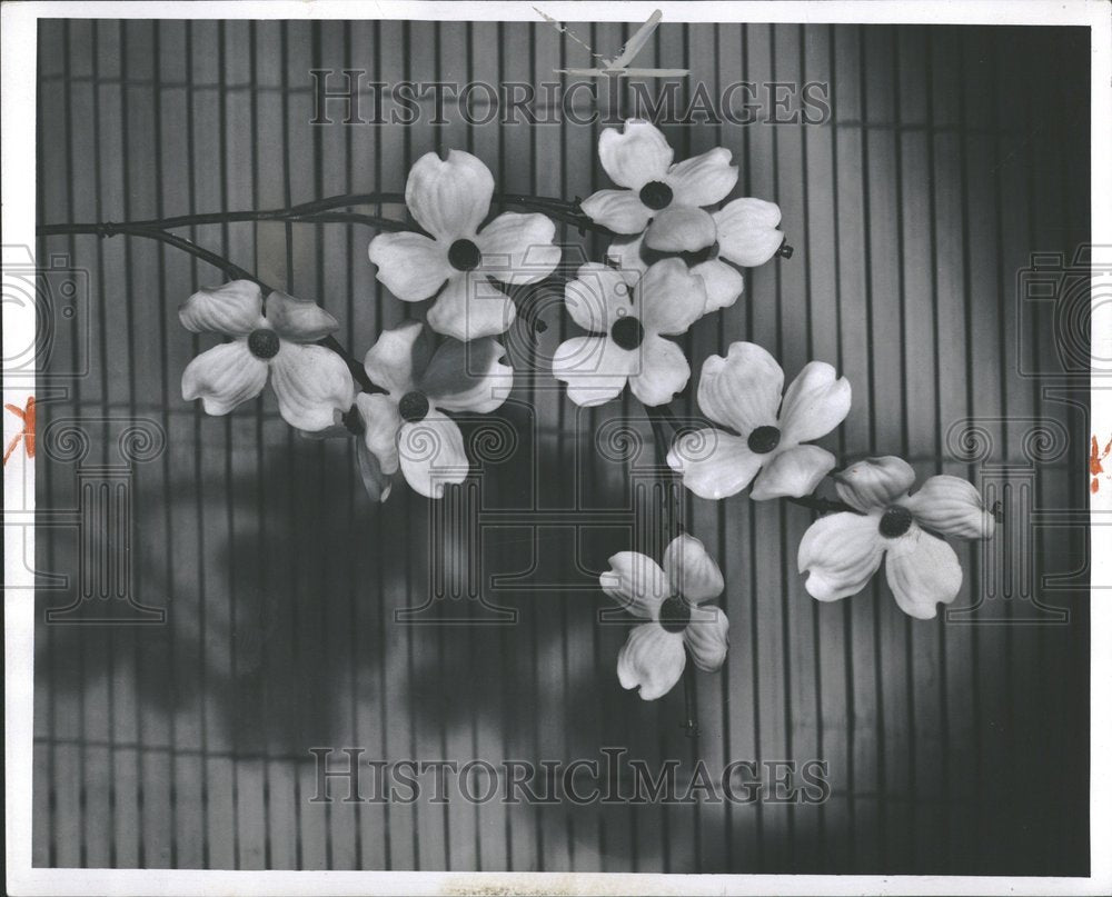 1959 Cornus Florida trees Dogwood women - Historic Images