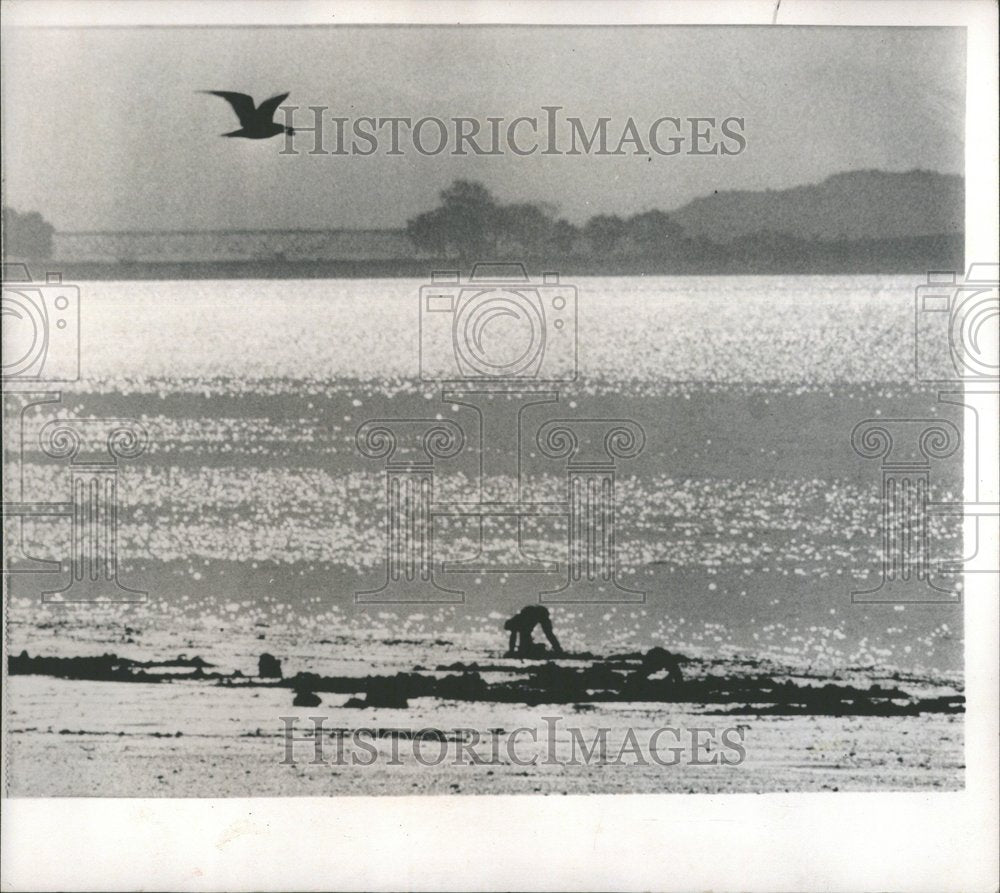 1965 clam digger rakes through mud on beach-Historic Images