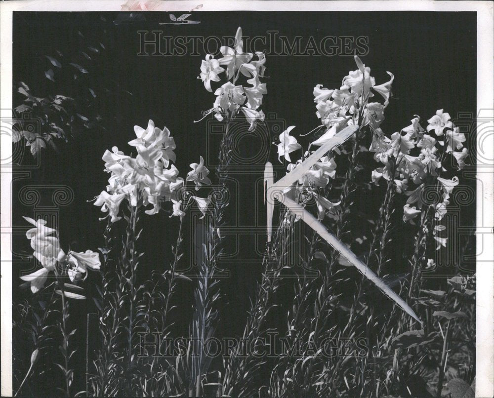 1952, Madonna Lilies - RRV90225 - Historic Images