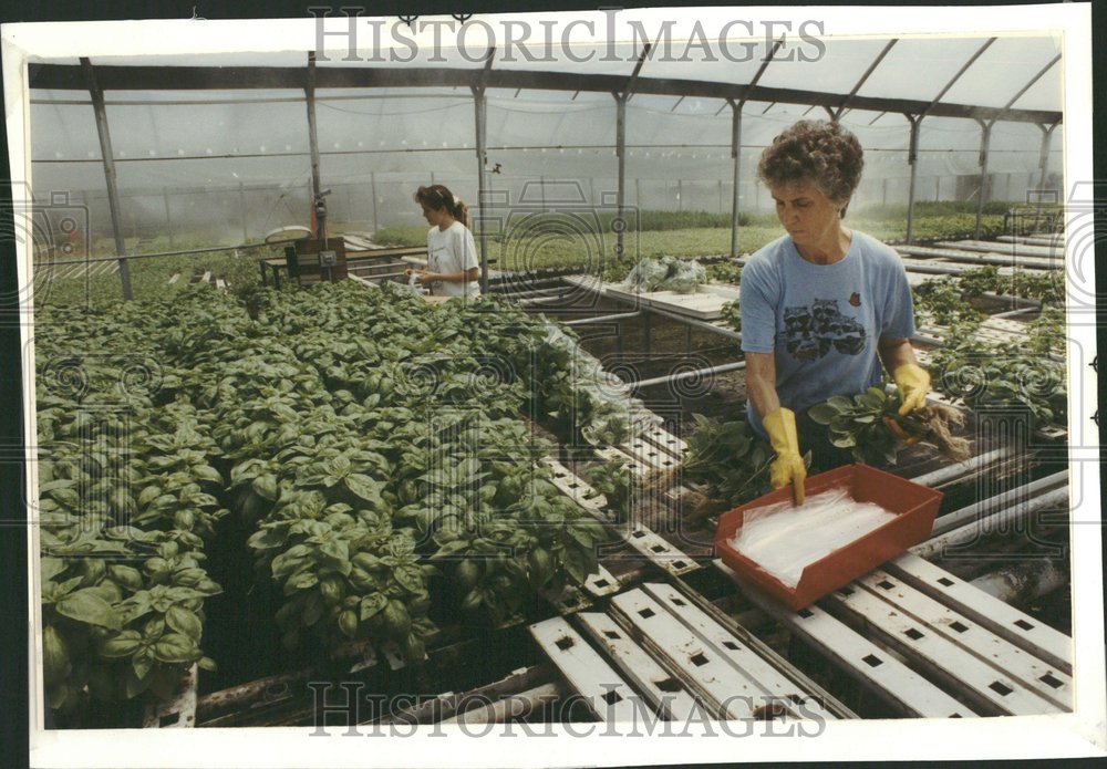 1990 Press Photo Pamela Bush plants salad vegetable - Historic Images