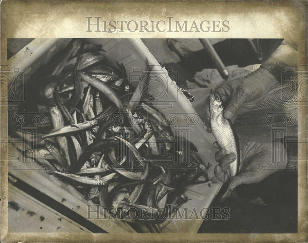 1978, Smelt ice box export fishes countries - RRV92491 - Historic Images