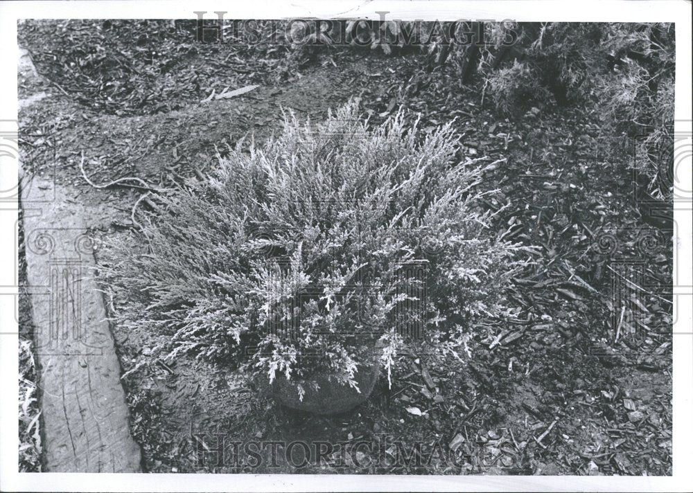 1968, Andorra Juniper Shrub Thomas Nursery - RRV93039 - Historic Images