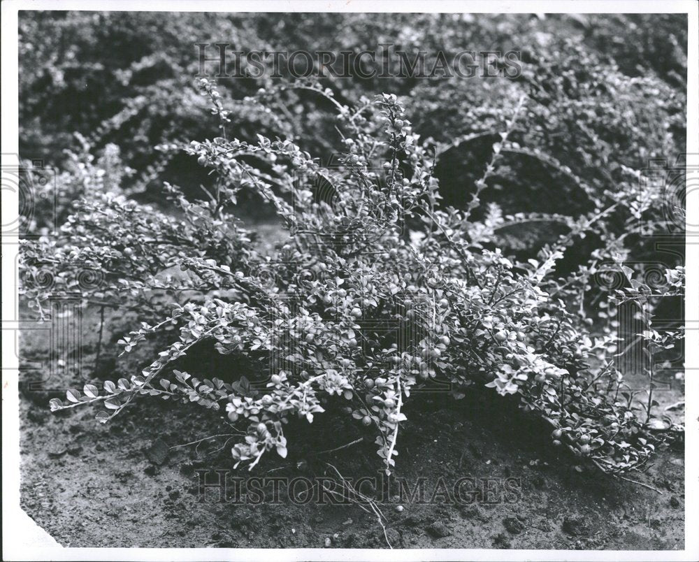 1960, Picture Shrubs Grown Holcomb Gardens - RRV93041 - Historic Images