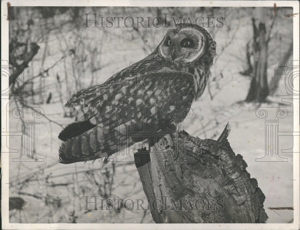 1948, Short Eared Owl Marsh Owls - RRV93249 - Historic Images