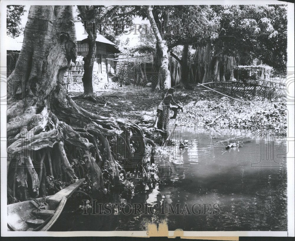 1960 Press Photo  Asian Huck Finn Banyan Mango Tree - Historic Images