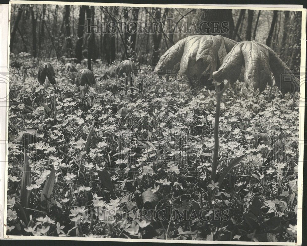 none Mayapple Illinois State Museum - RRV93649-Historic Images