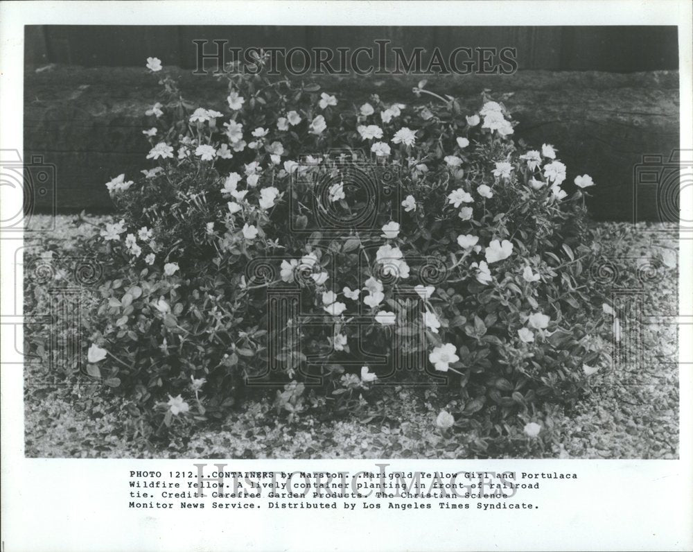 1983 Press Photo Marigold portulaca container bed grow - Historic Images