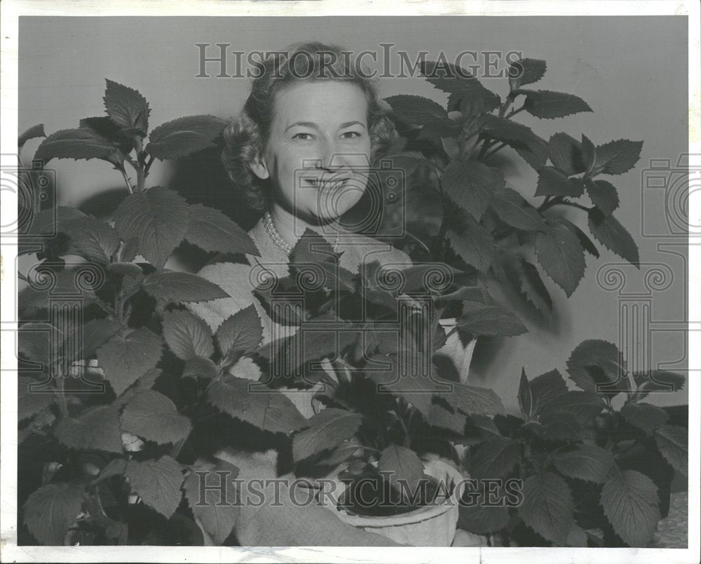 1957, Velvet Plant Java Chicago Park - RRV93659 - Historic Images