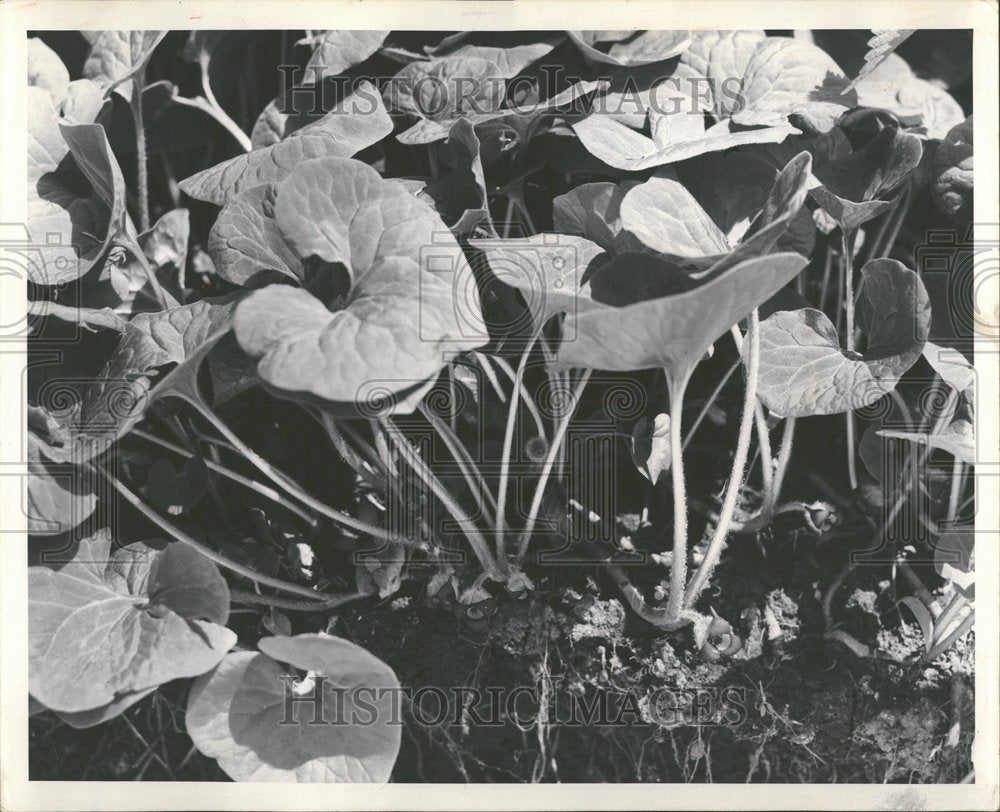 1955, Wild Ginger Plants - RRV93661 - Historic Images