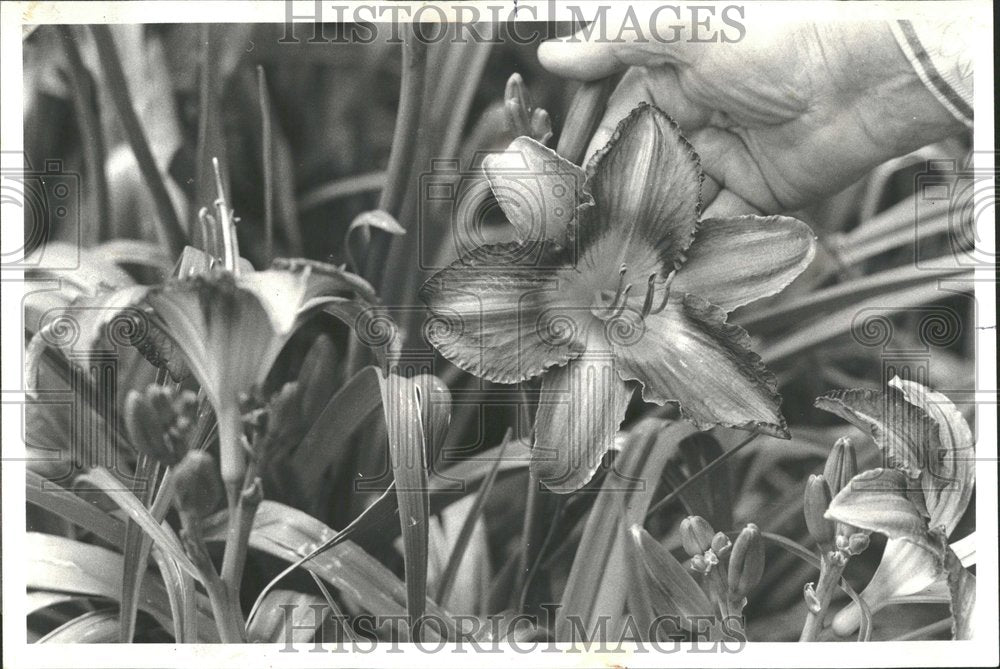 1977, Day Lilies James March - RRV93701 - Historic Images