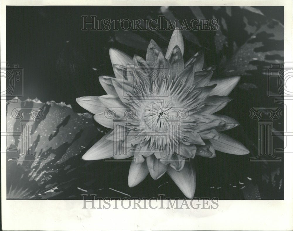 1987, Yellow Dazzle water lily - RRV93705 - Historic Images