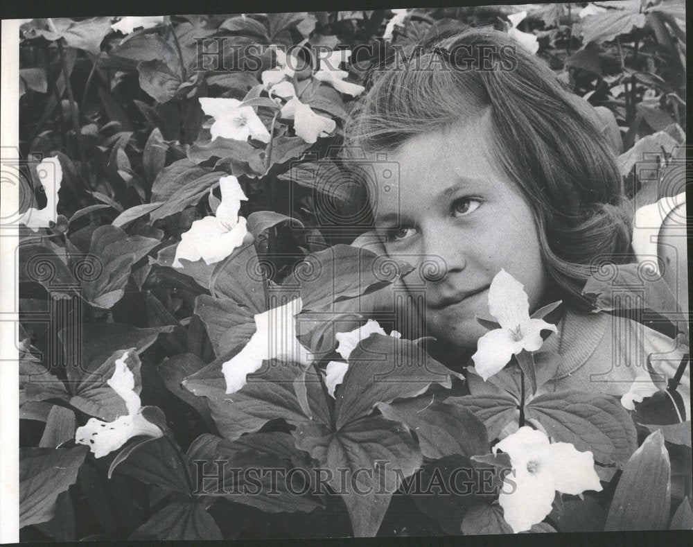 1970 Trillium Wild Flowers In Preserve-Historic Images