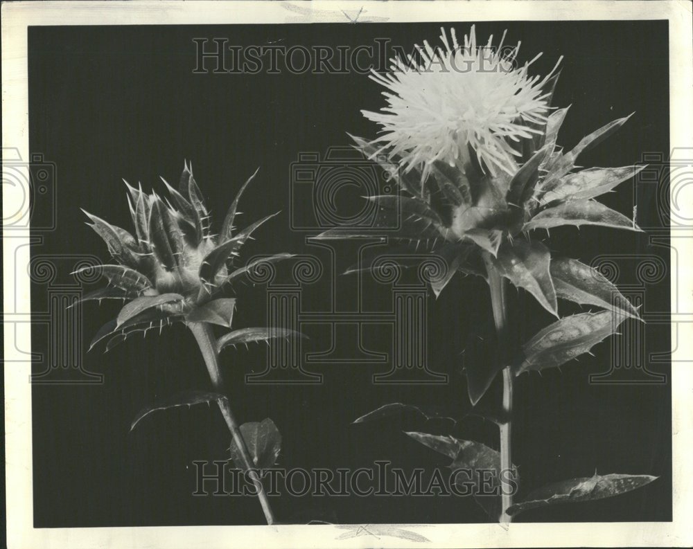 1962 Safflower - Historic Images