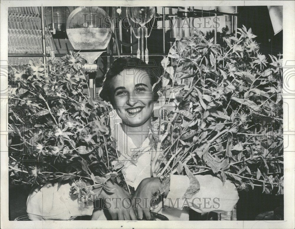 1957 Nancy Baldwin Holding Safflower Plants - Historic Images