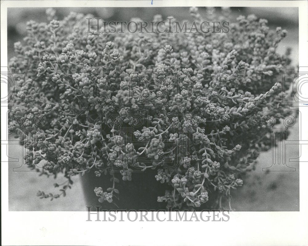 1977 Sedum Morganianum Leaf Dosypnyllum - Historic Images