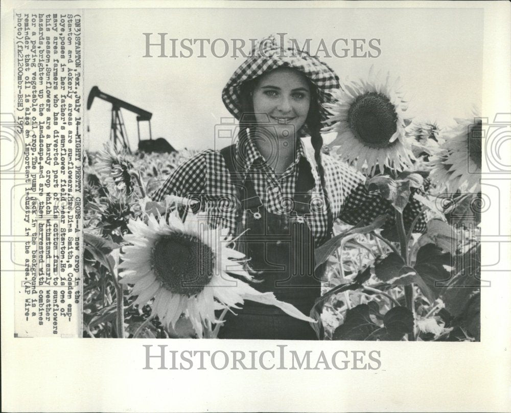 1975 Press Photo Mrs Dina Smith Stanton sunflower - RRV93761 - Historic Images