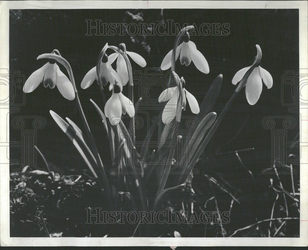 1968, Galanthus Snow Drop Winter Flower Mich - RRV93777 - Historic Images