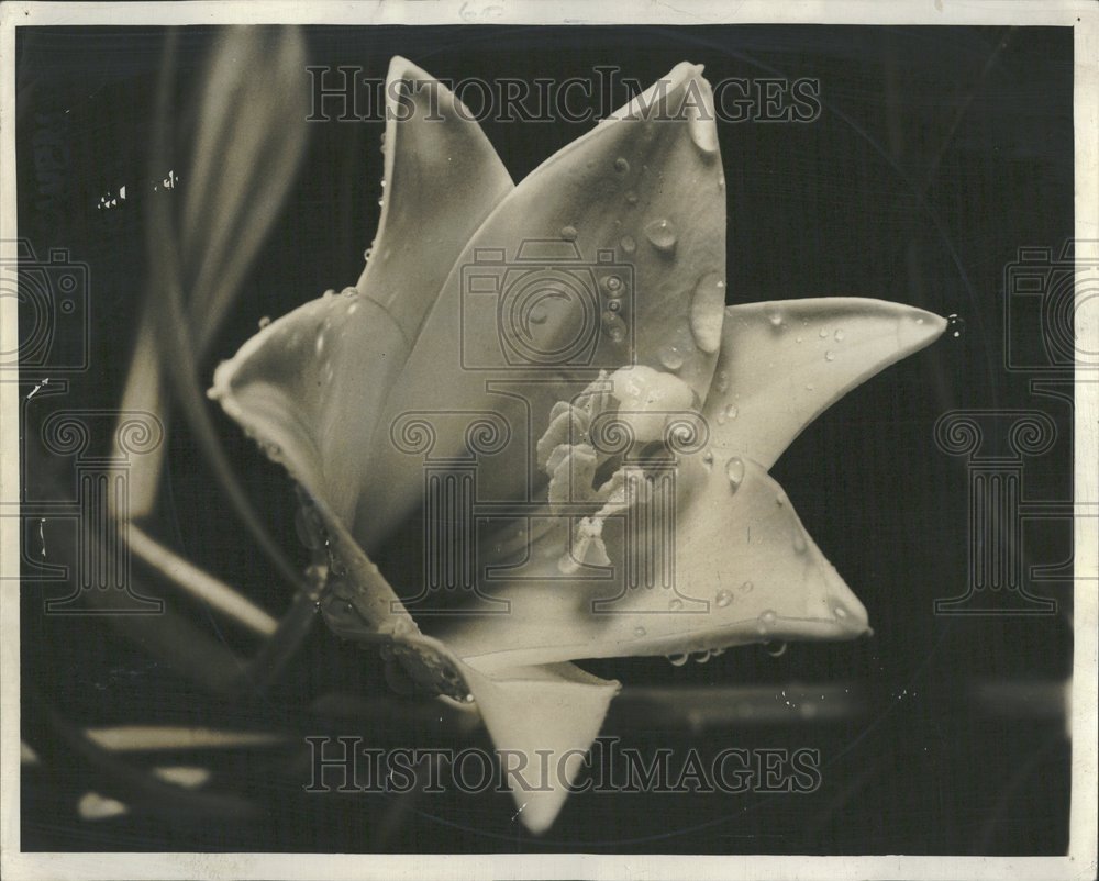 1939 Easter Lilly - Historic Images