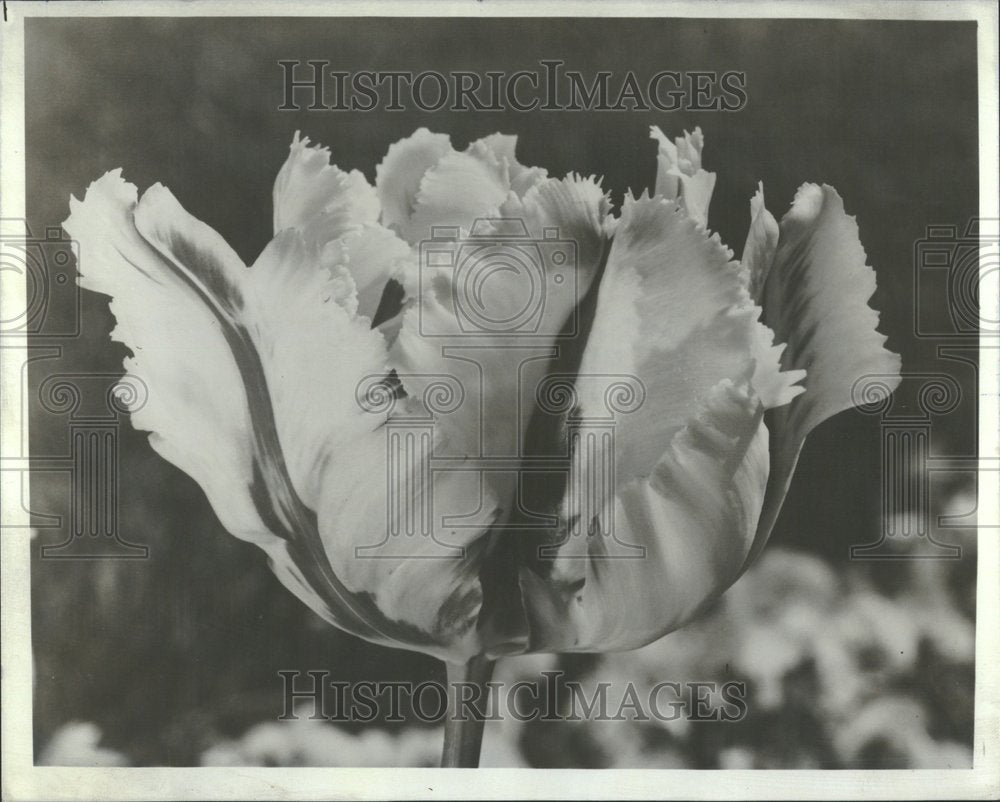 1980 Tulip Perennial Bulbous Flower Chicago - Historic Images