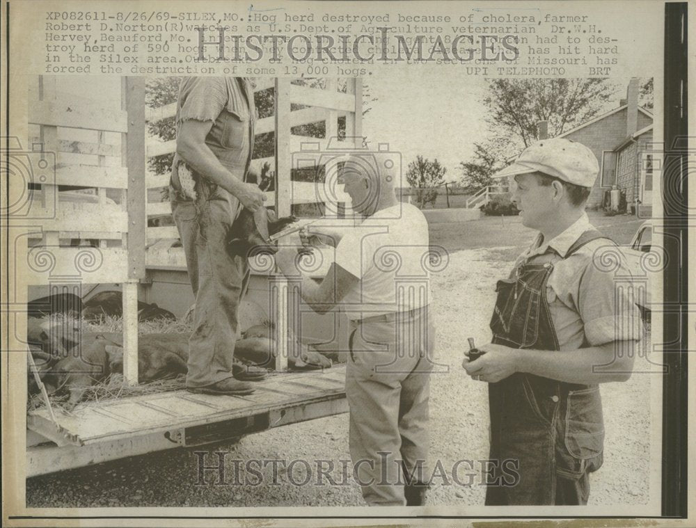 1969, Hog Herd Destroy Robert D. Norton - RRV94103 - Historic Images