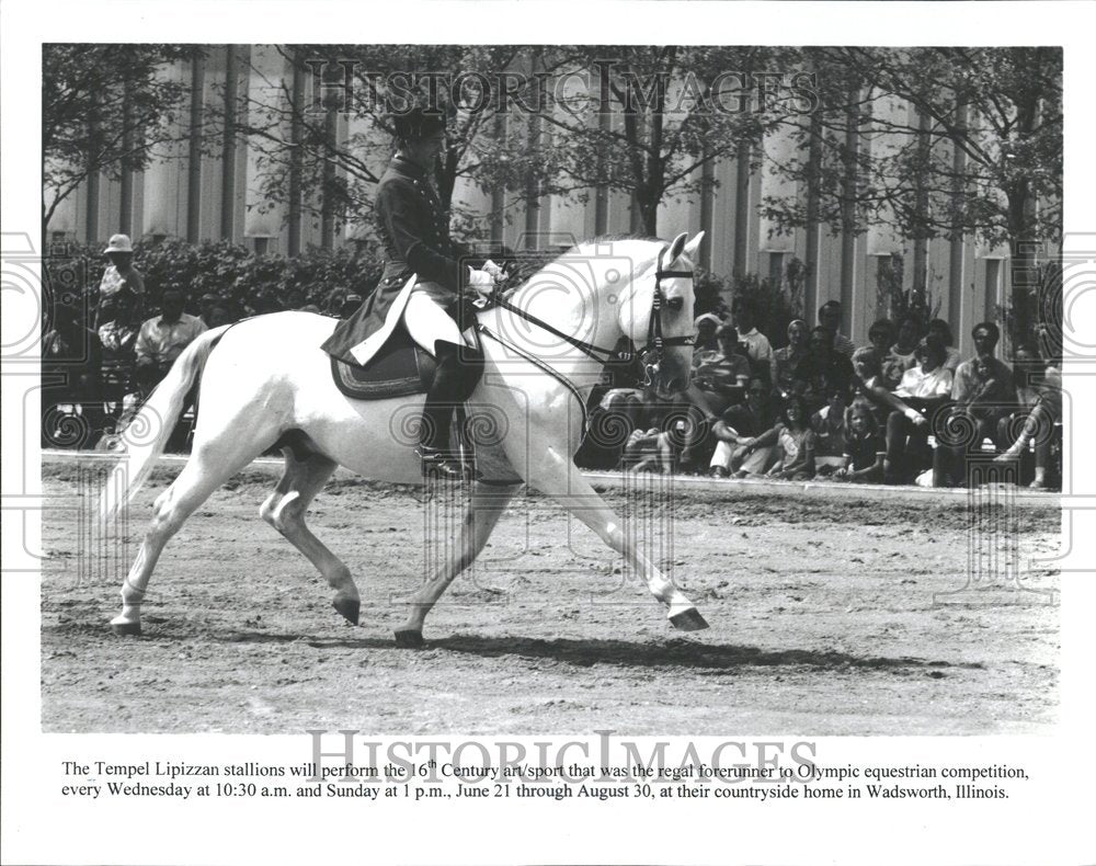 Tempel Lipizzan stallions Wadsworth-Historic Images