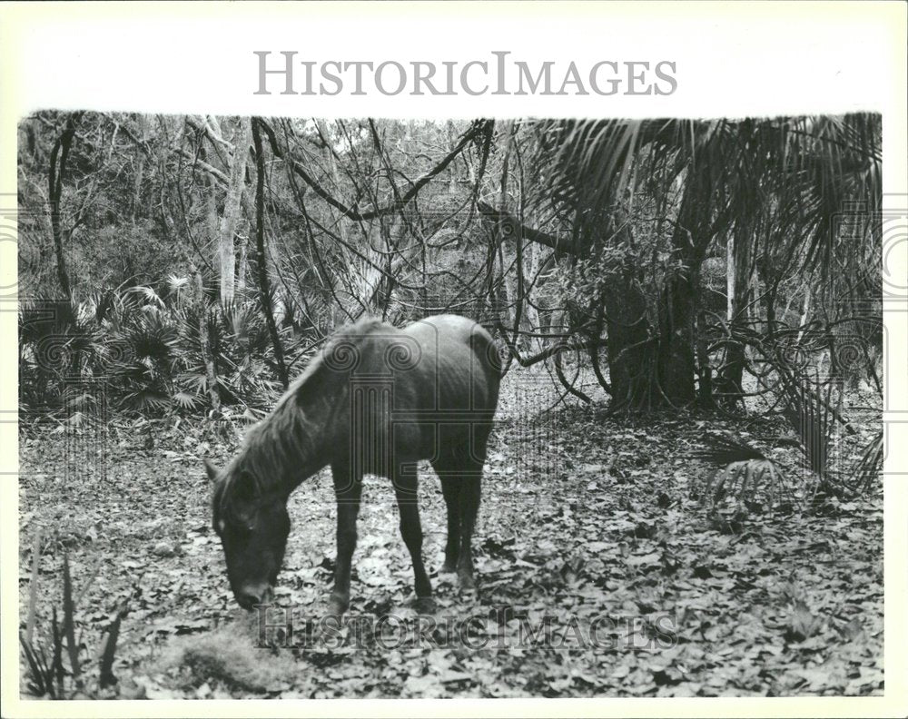 1985 Press Photo wild horses on Cumberland Island - RRV95259 - Historic Images