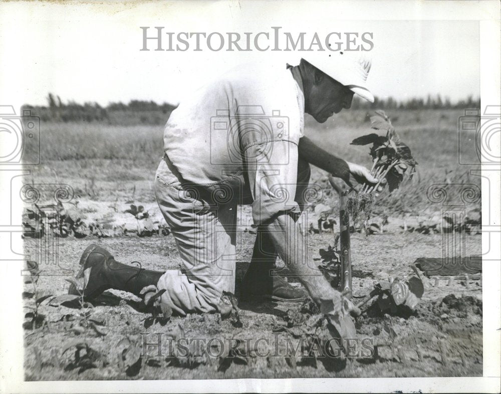 1941 White &amp; Black Mulberry Bushes Florida-Historic Images