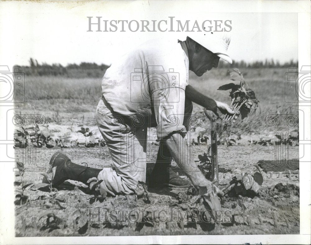1941 White & Black Mulberry Bushes Florida-Historic Images