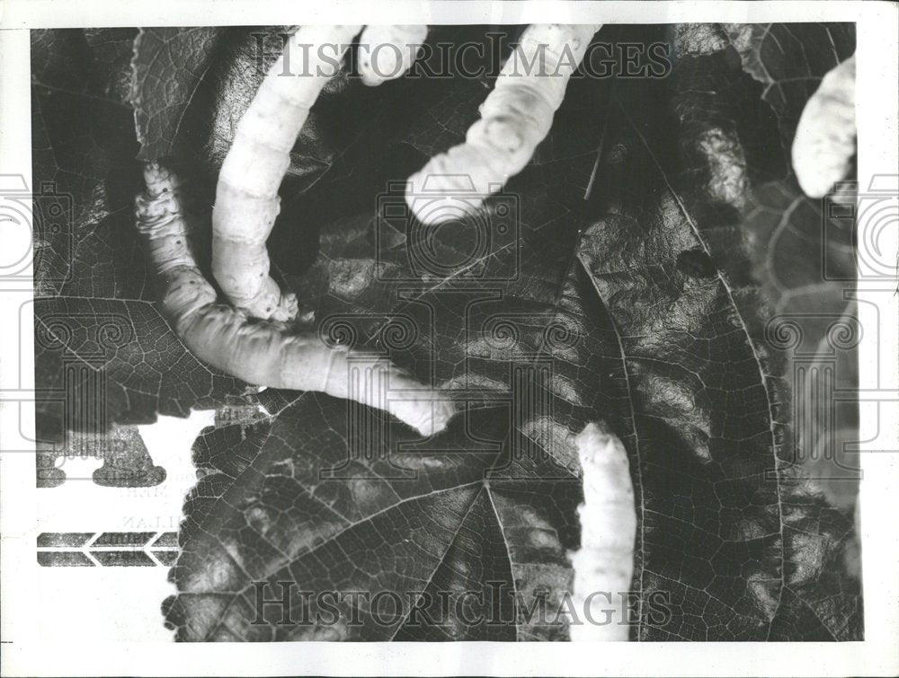 1941 Silkworm Not Attractive-Historic Images