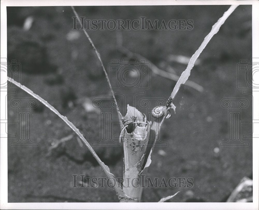 1953 Press Photo Army worm feeding scres crops corn IL - Historic Images