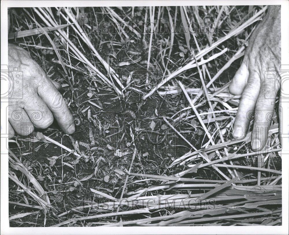 1953 Press Photo Army Worms Infestation Vermillion IL - RRV97375 - Historic Images