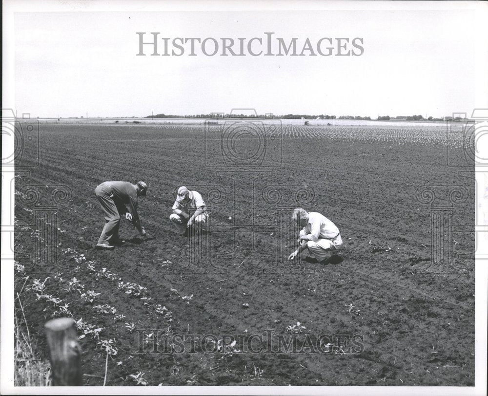 1953 Vermilion country Ill army worms Feed-Historic Images