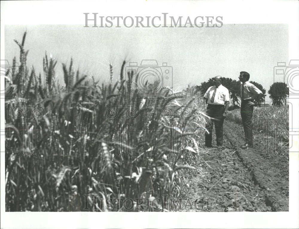 1970, Pesticides Affect Wheat Fields - RRV97583 - Historic Images