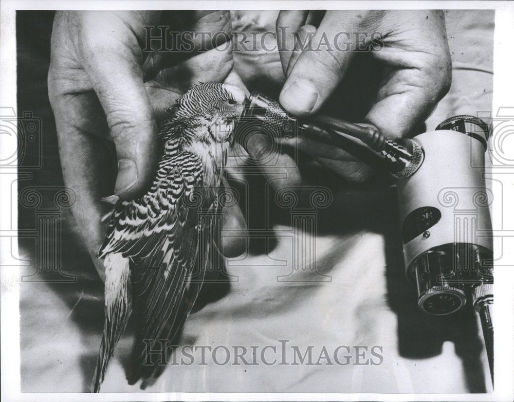 1959 World parakeet resuscitator newborn - Historic Images