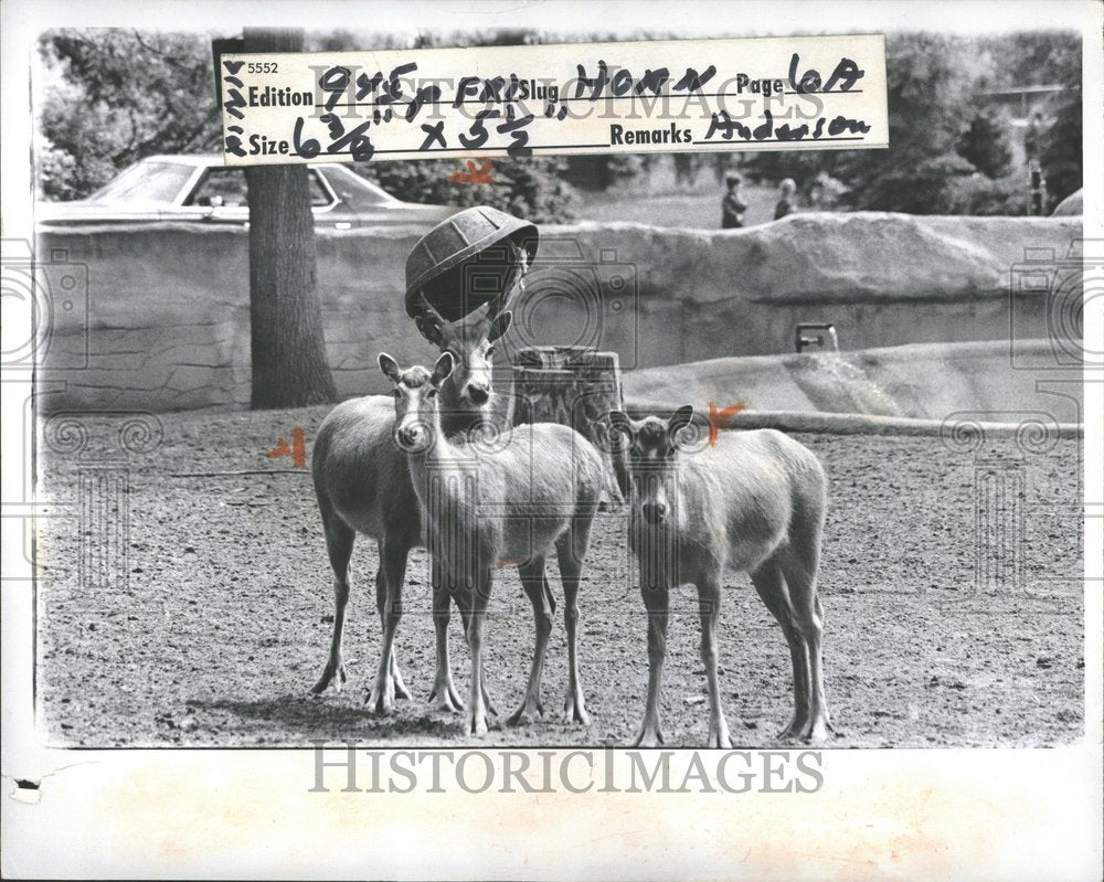 1976 Buck Deer Plastic watering pan stuck - Historic Images