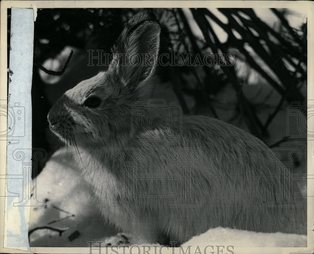 1992 Press Photo Snowshoe Hare North America Species - RRW01393 - Historic Images