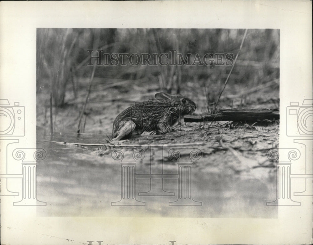 1937 Press Photo Rabbits animals mammals Leporidae - RRW01395 - Historic Images