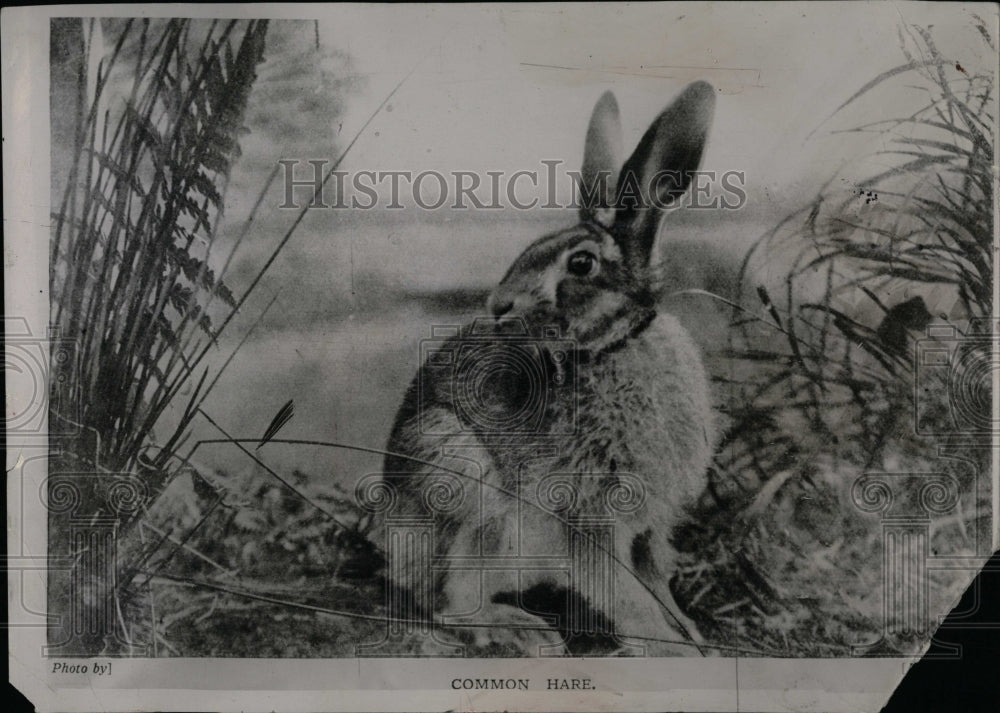 1954 Press Photo The Common European Hare - RRW01397 - Historic Images