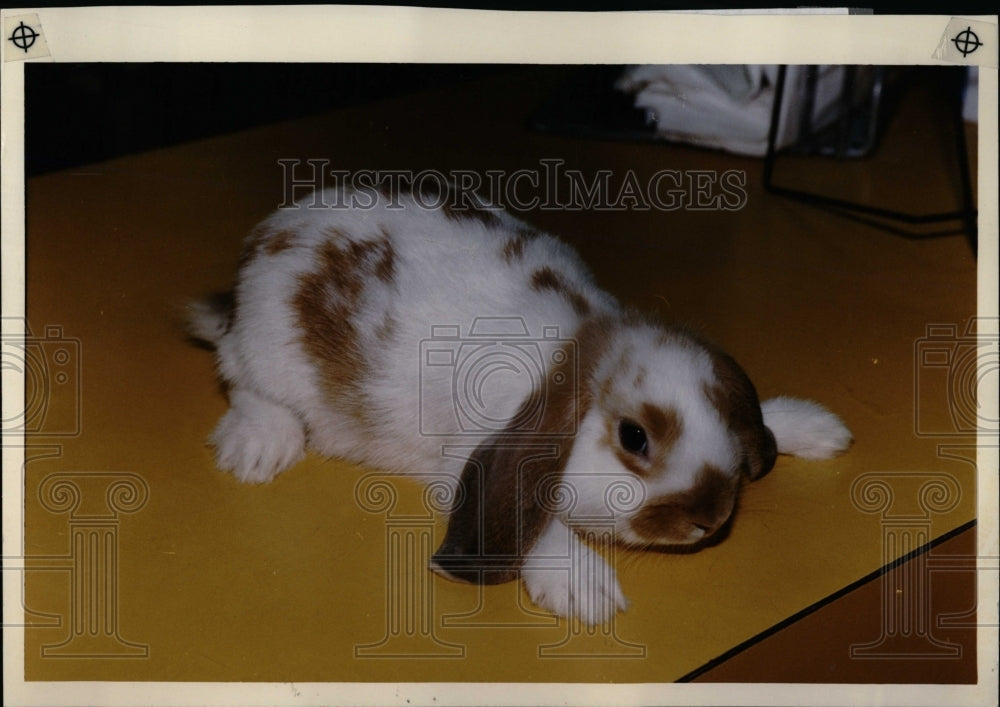 1991 Press Photo Rabbits Animals Nature Forest - RRW01399 - Historic Images