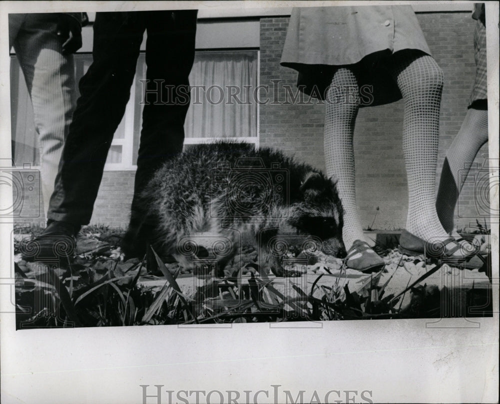 1968 Press Photo Raccoon - RRW01431 - Historic Images