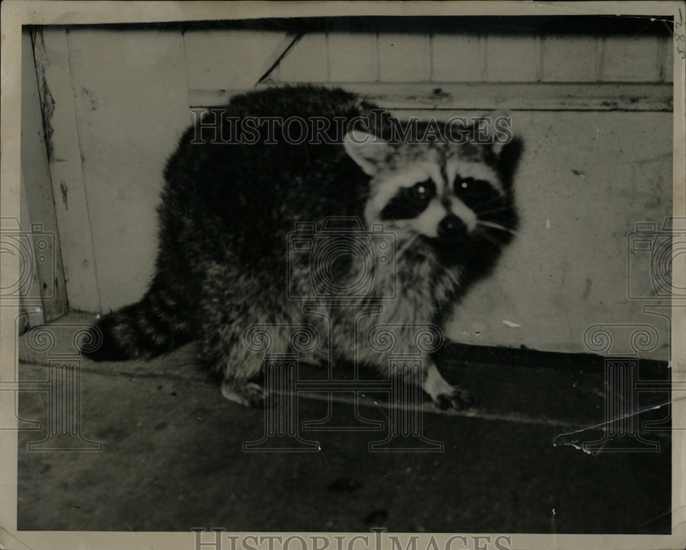 1932 Press Photo Raccoon McClellan Station - RRW01433 - Historic Images