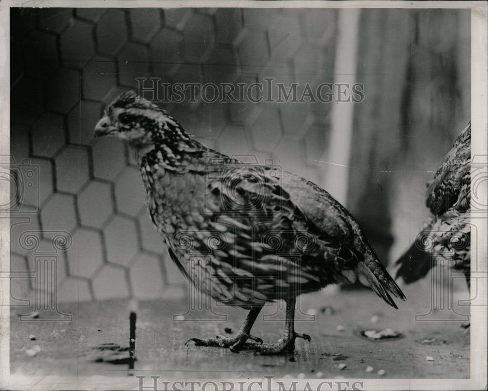 1941 Press Photo Bobwhite Quail Native to US - RRW01475 - Historic Images