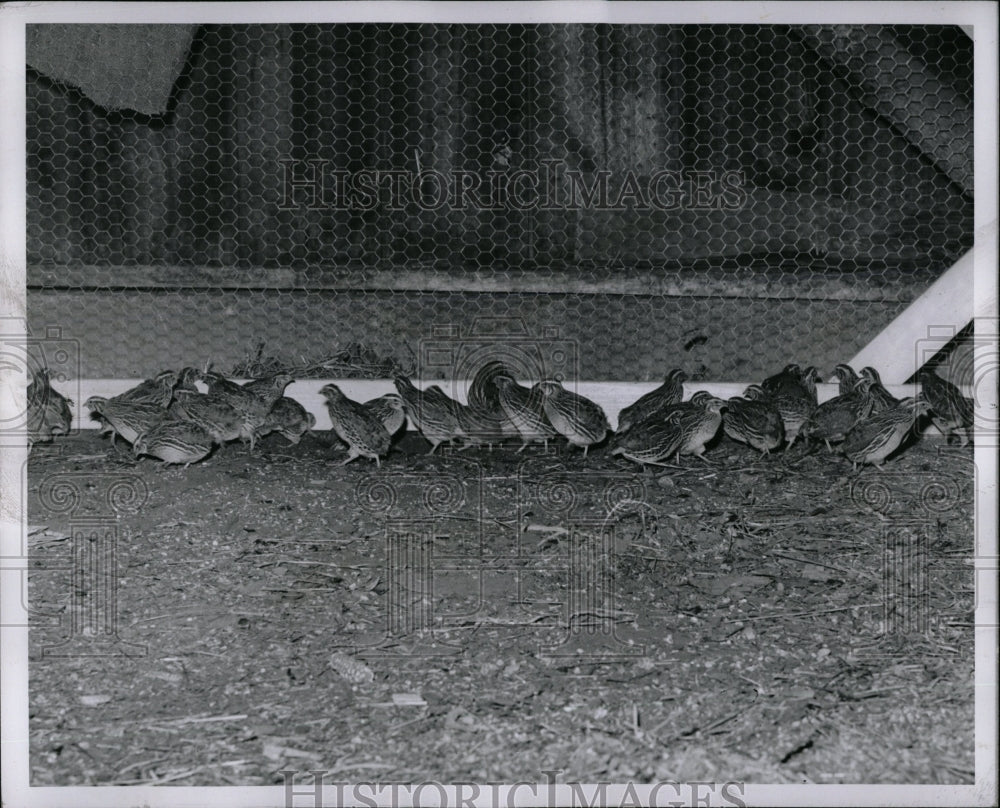1958 Press Photo Quails in Fayerweather&#39;s Farm - RRW01477 - Historic Images