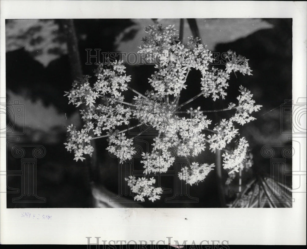 1987 Press Photo Queen Anne Lace Matthei Botanical - RRW01517 - Historic Images