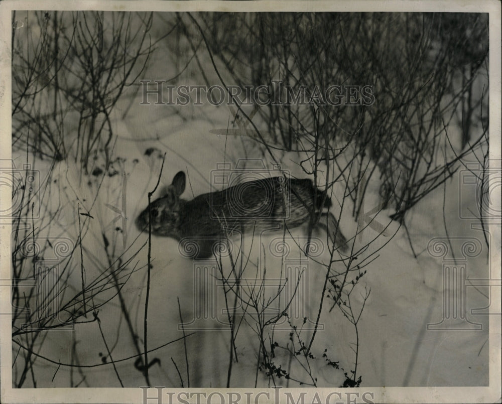 1951 Press Photo Cottontail rabbit - RRW01519 - Historic Images